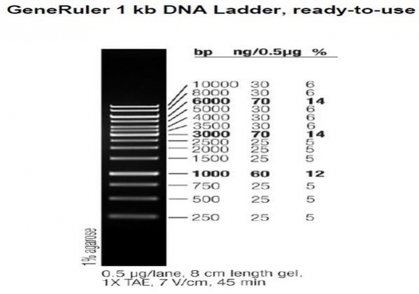 Neb 1 KB DNA Ladder. 