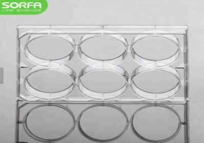 Sorfa 6 wells cell culture plate, 50/case