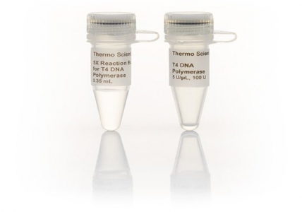 Thermo Scientific T4 DNA Polymerase (5 U/μL)